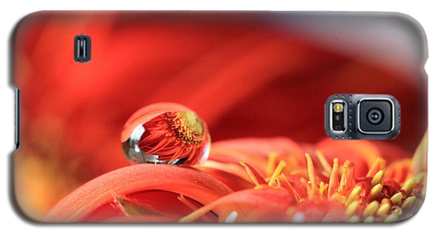 Gerbera Daisy Galaxy S5 Case featuring the photograph Flower Reflection in Water Drop by Angela Murdock
