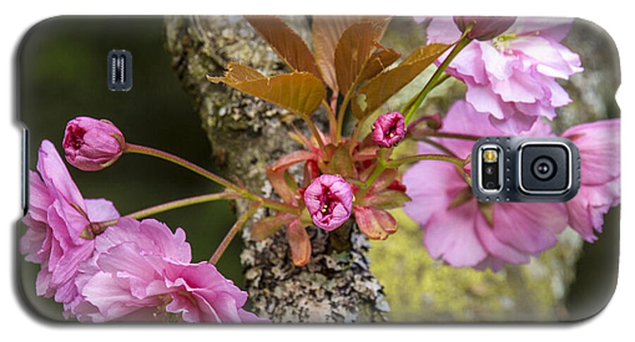 Flowering Almond Galaxy S5 Case featuring the photograph Flowering Almond V by Chuck Flewelling