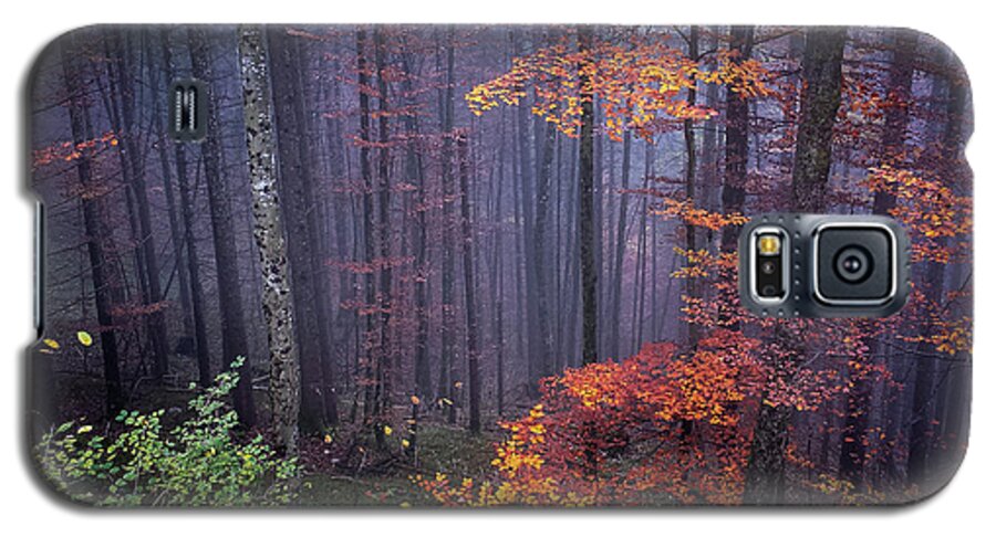 Forest Galaxy S5 Case featuring the photograph Fog and forest colours by Elena Elisseeva