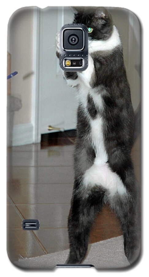 Usa Galaxy S5 Case featuring the photograph Frisbee Cat by LeeAnn McLaneGoetz McLaneGoetzStudioLLCcom