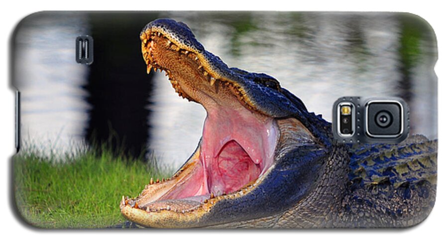 American Alligator Galaxy S5 Case featuring the photograph Gator Gullet by Al Powell Photography USA