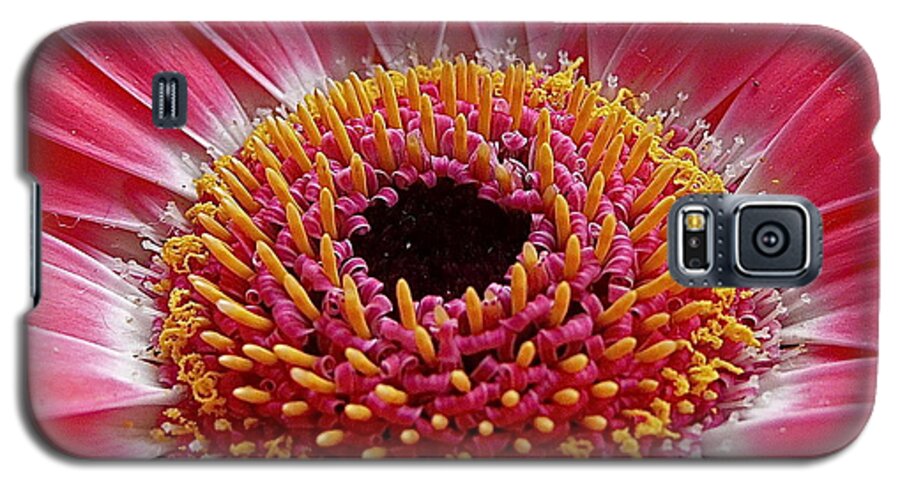 Photography Galaxy S5 Case featuring the photograph Gerbera daisy by Sean Griffin