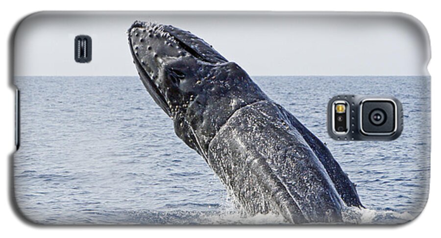 Humpback Whale Galaxy S5 Case featuring the photograph Giant Breach by Shoal Hollingsworth
