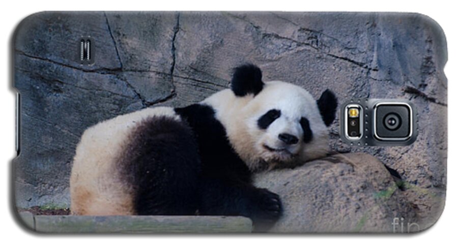 Giant Panda Galaxy S5 Case featuring the photograph Giant Panda by Donna Brown