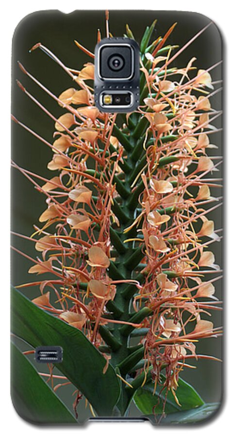 Ginger Galaxy S5 Case featuring the photograph Ginger Blossom by Farol Tomson