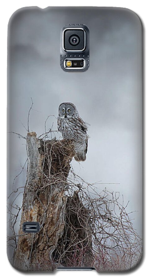Owls Galaxy S5 Case featuring the photograph Gloomy Sunday by Heather King