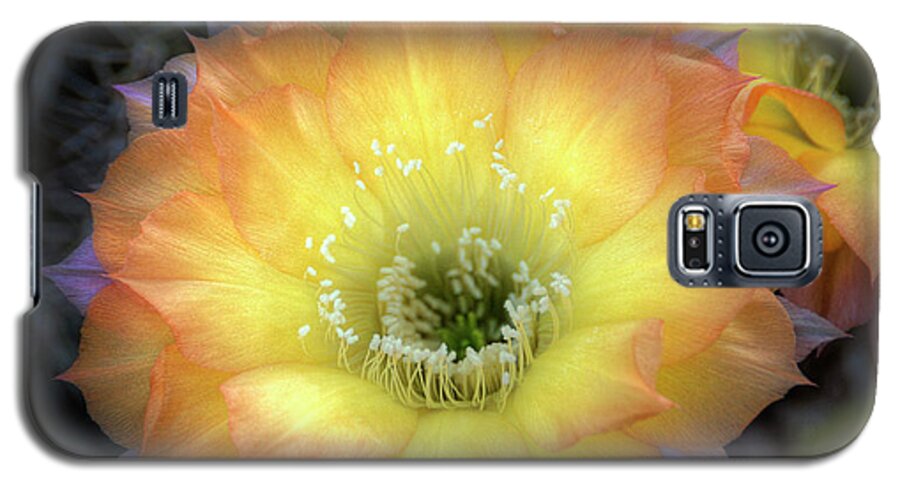 Arizona Galaxy S5 Case featuring the photograph Golden Cactus Bloom by Saija Lehtonen