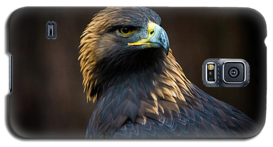 Eagle Galaxy S5 Case featuring the photograph Golden Eagle 3 by Jason Brooks