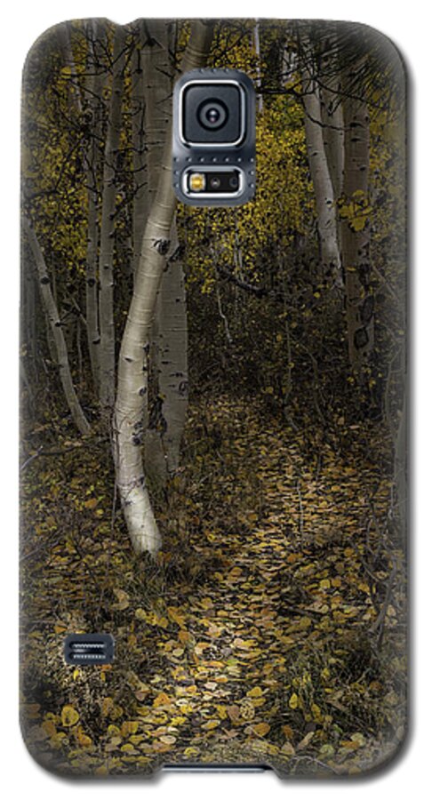 Aspen Galaxy S5 Case featuring the photograph Golden Path by Dusty Wynne