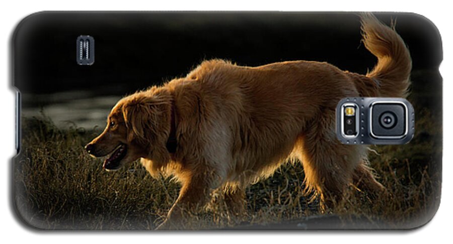 Golden Retriever Galaxy S5 Case featuring the photograph Golden by Randy Hall