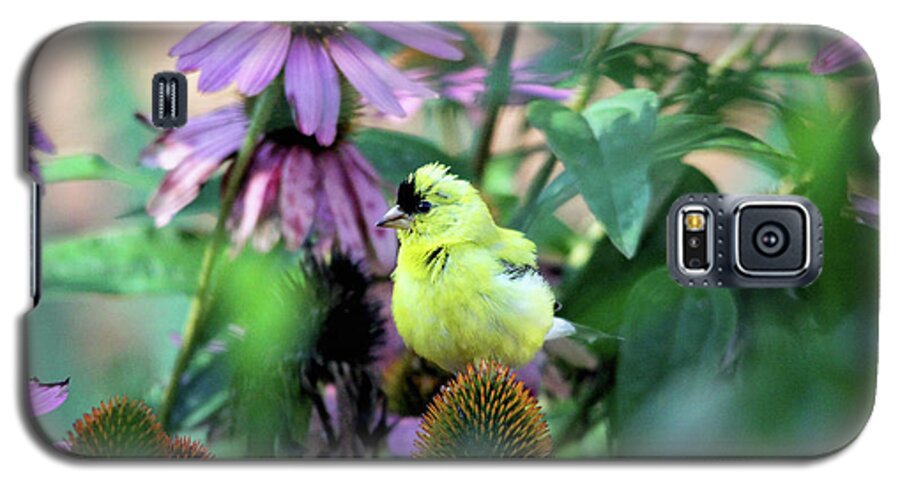 Birds Galaxy S5 Case featuring the photograph Goldfinch on Coneflowers by Trina Ansel