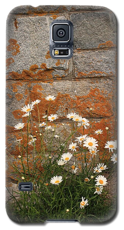 Landscape Galaxy S5 Case featuring the photograph Granite Daisies by Doug Mills