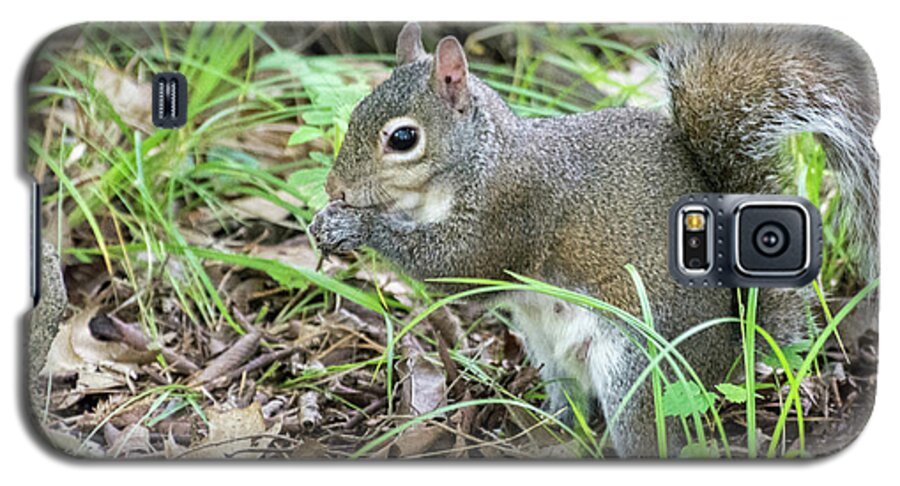 Animal Galaxy S5 Case featuring the photograph Gray Squirrel Eating by John Benedict