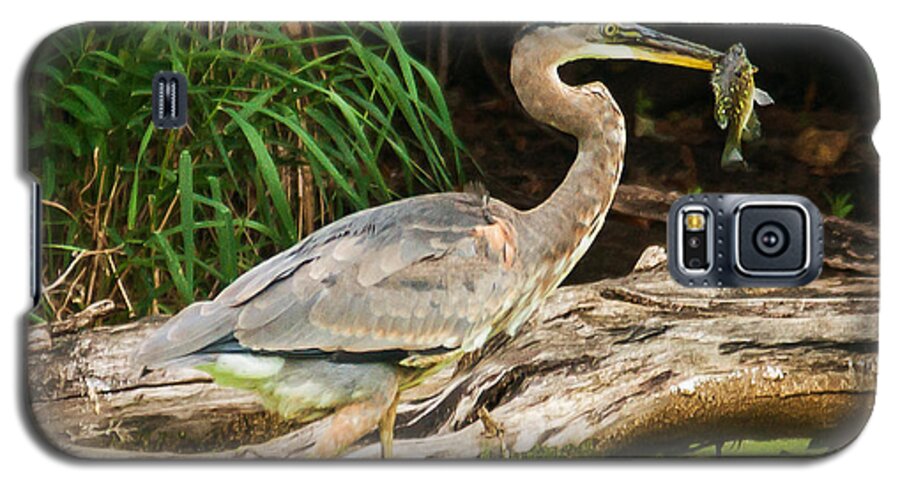 Great Blue Heron Galaxy S5 Case featuring the photograph Great Blue Heron Catch by Ed Peterson