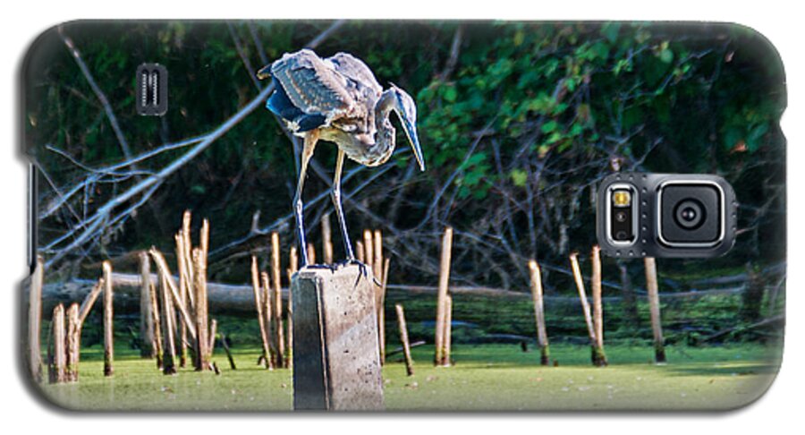 Great Blue Heron Galaxy S5 Case featuring the photograph Great Blue Heron Posed by Ed Peterson