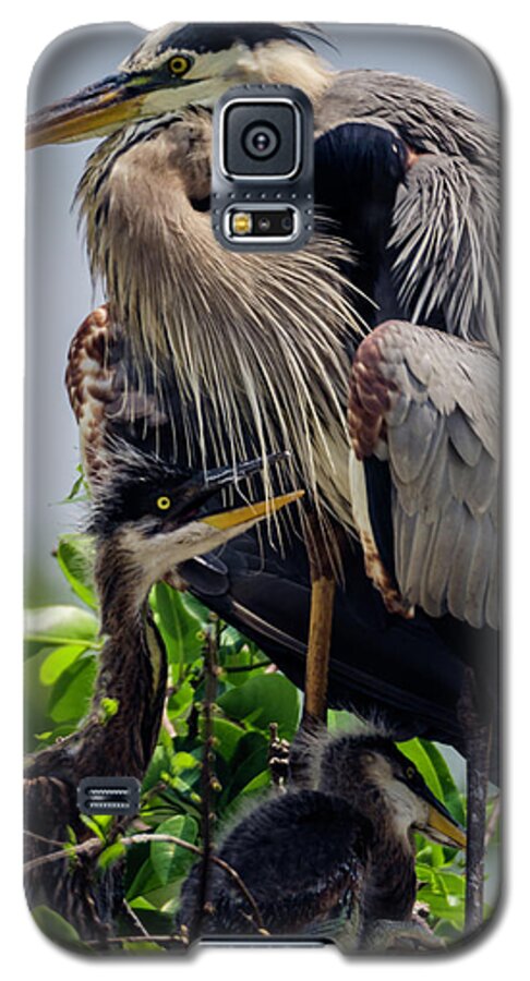 Delray Beach Galaxy S5 Case featuring the photograph Great Blue Heron with Babies by Wolfgang Stocker
