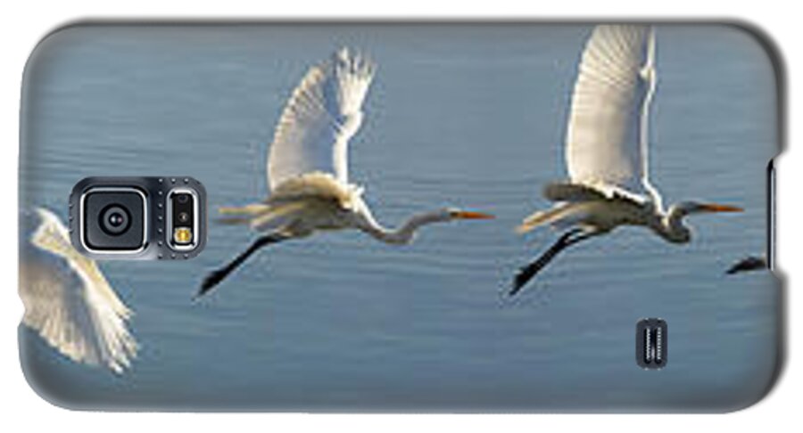 Wildlife Galaxy S5 Case featuring the photograph Great Egret Flight Sequence by Brian Tada