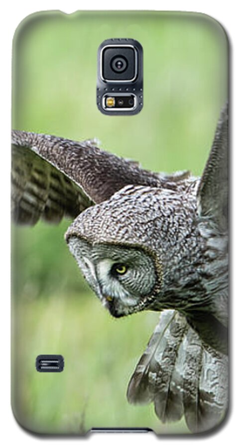 Great Grey's Focused Gaze Galaxy S5 Case featuring the photograph Great Grey's Focused Gaze by Torbjorn Swenelius