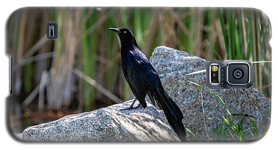 Grackle Galaxy S5 Case featuring the photograph Great-tailed Grackle by Douglas Killourie