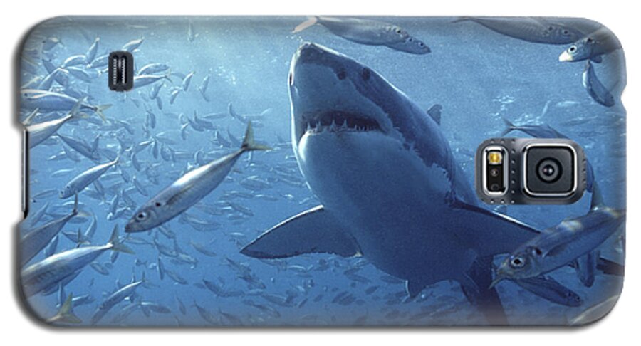 Mp Galaxy S5 Case featuring the photograph Great White Shark Carcharodon by Mike Parry