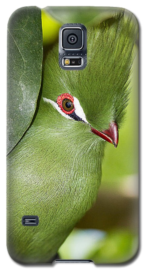 Bird Galaxy S5 Case featuring the photograph Green Turaco Bird Portrait by Bob Slitzan