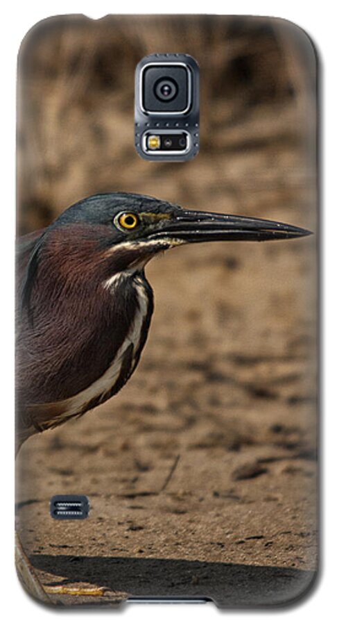Green Heron Galaxy S5 Case featuring the photograph Green Heron Attitude by John Harmon