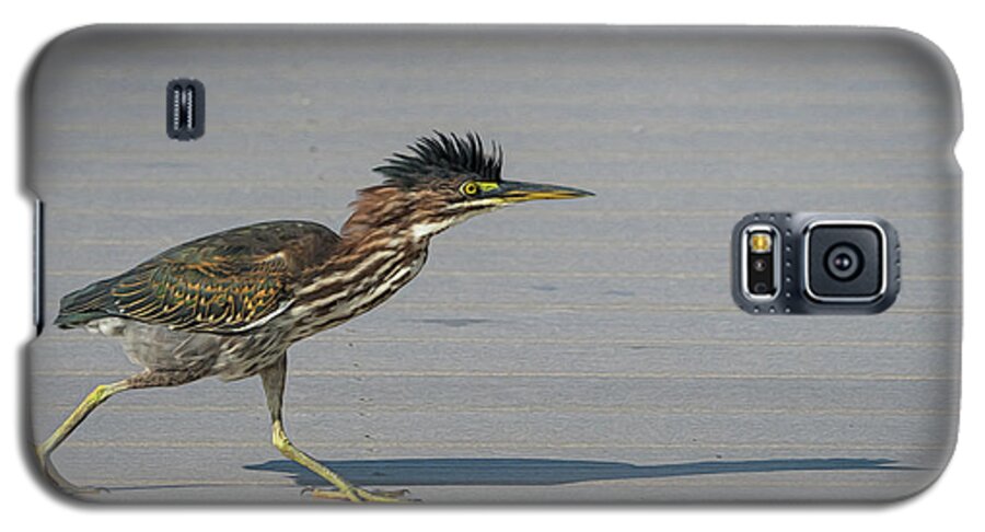 Photograph Galaxy S5 Case featuring the photograph Green Heron On a Mission by Cindy Lark Hartman