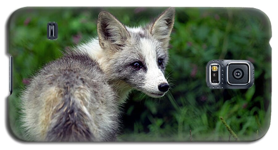 Fox Galaxy S5 Case featuring the photograph Grey and white fox cub by Sam Rino