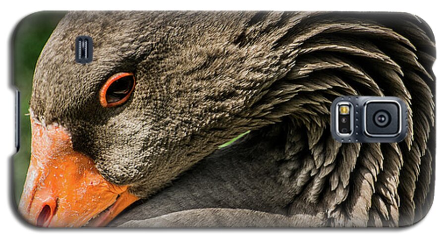 Greylag Goose Galaxy S5 Case featuring the photograph Greylag Goose Portrait by Gary Whitton