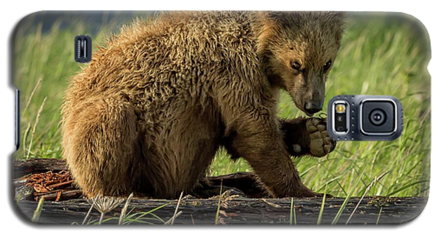Grizzly Galaxy S5 Case featuring the photograph Grizzly Cub near river's edge by Steven Upton