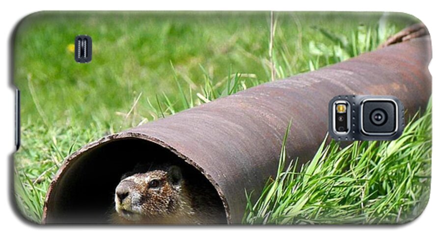 Groundhog Galaxy S5 Case featuring the photograph Groundhog In A Pipe by Will Borden