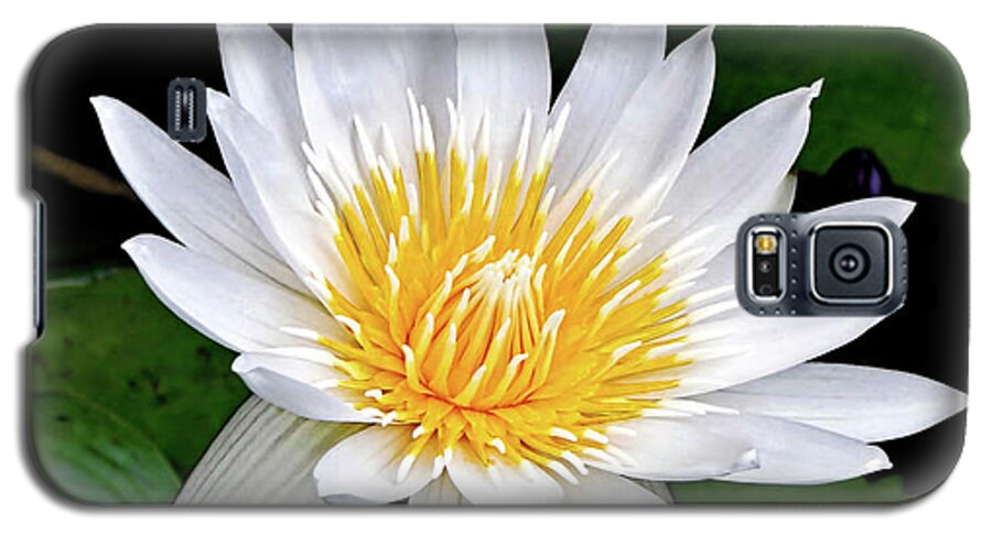 Lily Galaxy S5 Case featuring the photograph Hawaiian White Water Lily by Sue Melvin