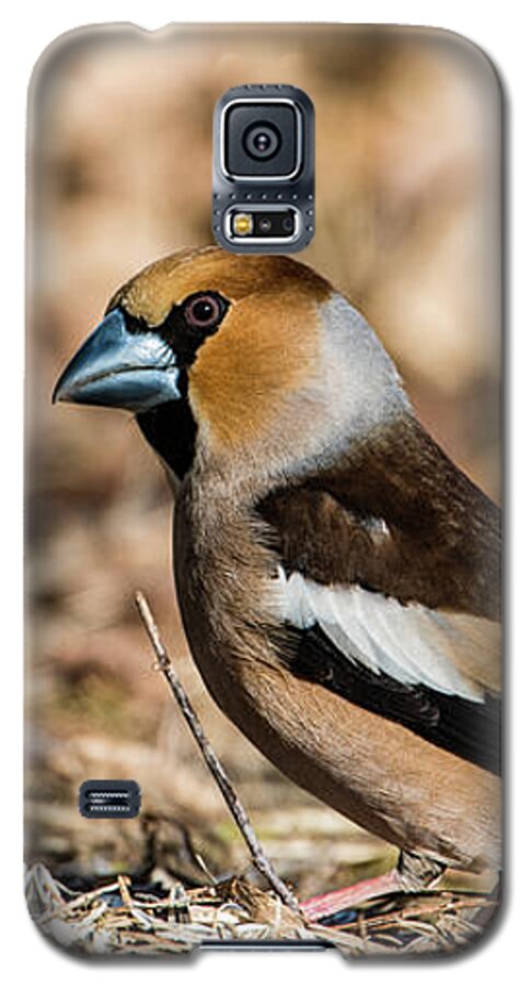 Hawfinch's Gaze Galaxy S5 Case featuring the photograph Hawfinch's gaze by Torbjorn Swenelius