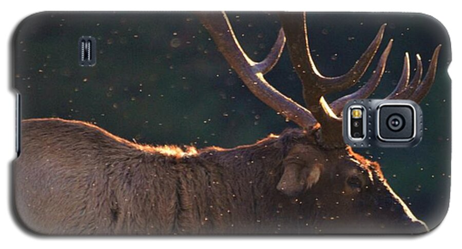 Elk In The Fall Galaxy S5 Case featuring the photograph Head of the herd by Chuck Brown