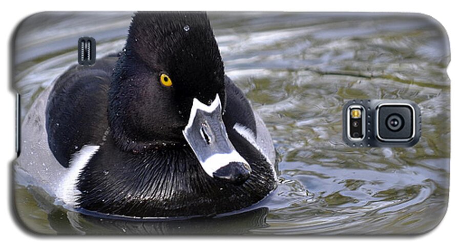 Ring-necked Duck Galaxy S5 Case featuring the photograph Heading For Shore by Fraida Gutovich