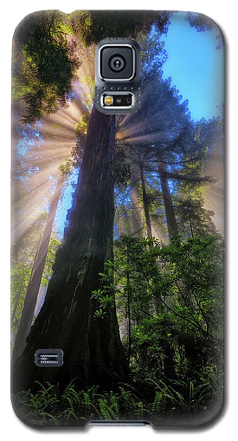 Redwoods Galaxy S5 Case featuring the photograph Heavenly Light Rays by Greg Norrell