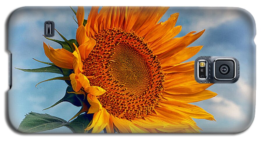 Sunflower Galaxy S5 Case featuring the photograph Helianthus annuus Greeting the Sun by Bill Swartwout