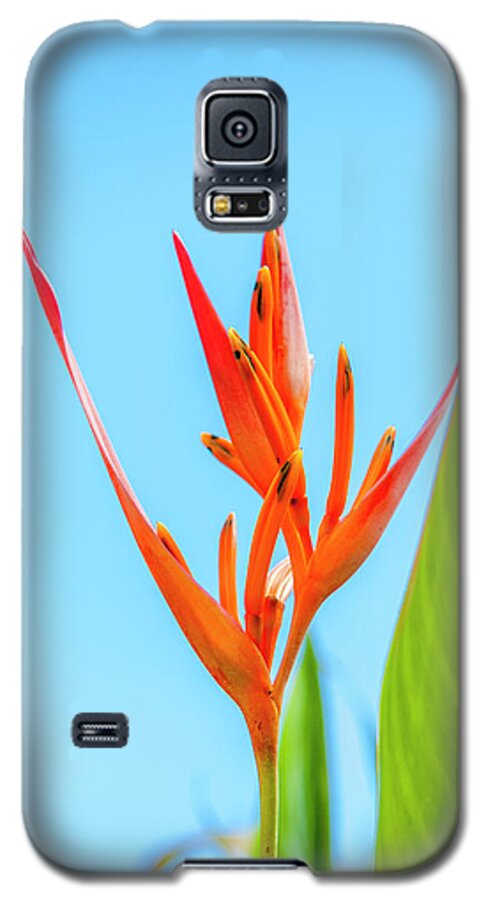Flowers Galaxy S5 Case featuring the photograph Heliconia Flower by Daniel Murphy