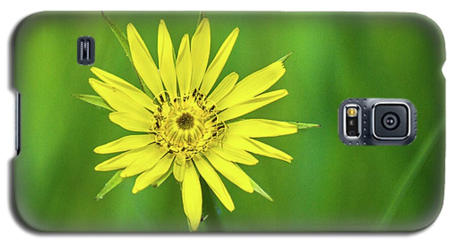Wildflower Galaxy S5 Case featuring the photograph Hello Wild Yellow by Bill Pevlor