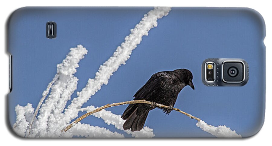 Frost Galaxy S5 Case featuring the photograph Hoarfrost and the Crow by Alana Thrower