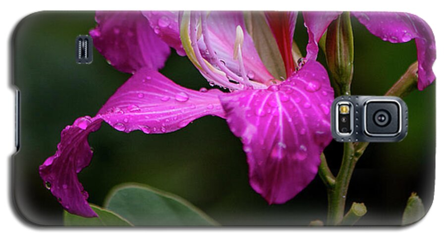 Hawaii Galaxy S5 Case featuring the photograph Hong Kong Orchid by Teresa Wilson