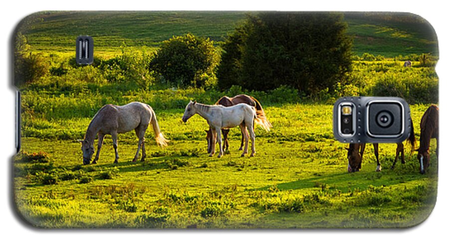 Da 18-135 Wr Galaxy S5 Case featuring the photograph Horses Grazing in Evening Light by Lori Coleman