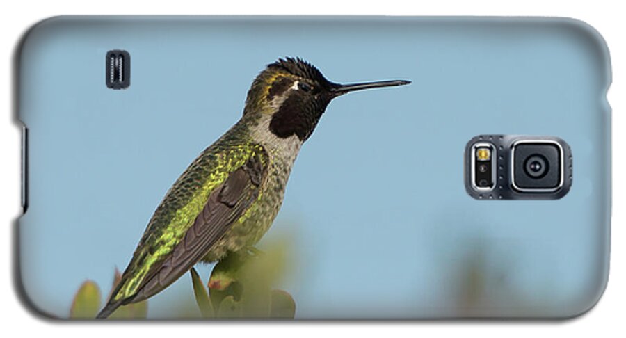 Bird Galaxy S5 Case featuring the photograph Hummingbird on Watch by Paul Johnson
