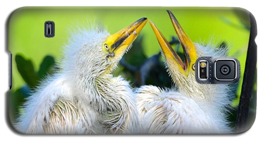 St. Augustine Galaxy S5 Case featuring the photograph Hungry Egret Chicks by Richard Bryce and Family