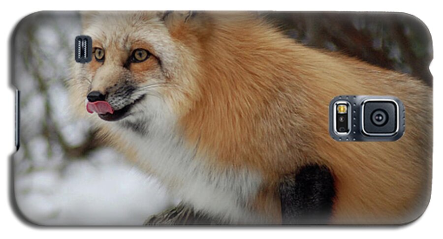 Fox Galaxy S5 Case featuring the photograph Hungry Fox by Richard Bryce and Family