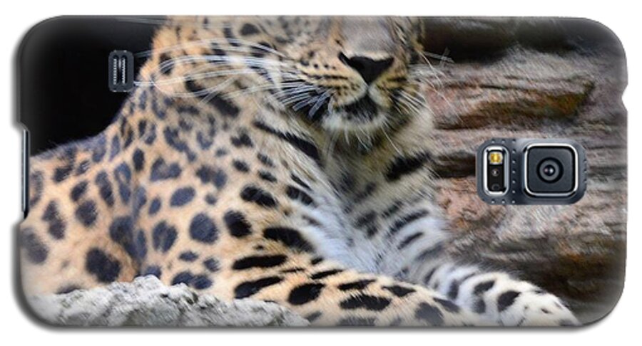Animals Galaxy S5 Case featuring the photograph I See You by Charles HALL