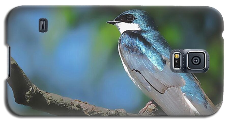 Tree Swallow Galaxy S5 Case featuring the photograph I Will Remember Too by Tami Quigley