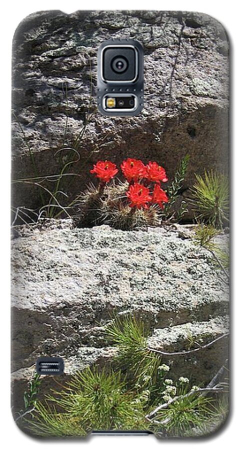 Hedgehog Cactus Galaxy S5 Case featuring the photograph In the Chiricahua Mountains by Judith Lauter