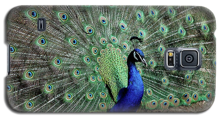 Usa Galaxy S5 Case featuring the photograph Iridescent blue-green Peacock by LeeAnn McLaneGoetz McLaneGoetzStudioLLCcom
