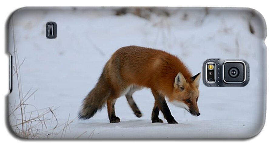 Red Fox Galaxy S5 Case featuring the photograph Just hunting for breakfast by Sandra Updyke